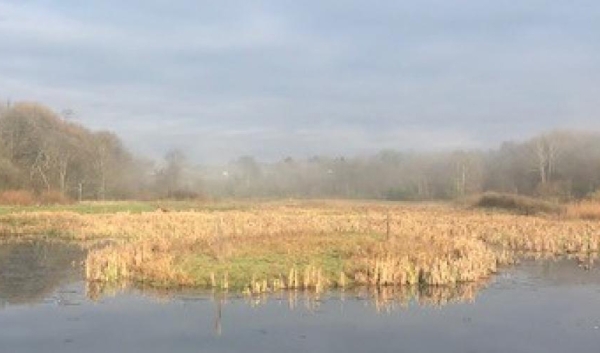 PA Turnpike Wetlands Mitigation Photo